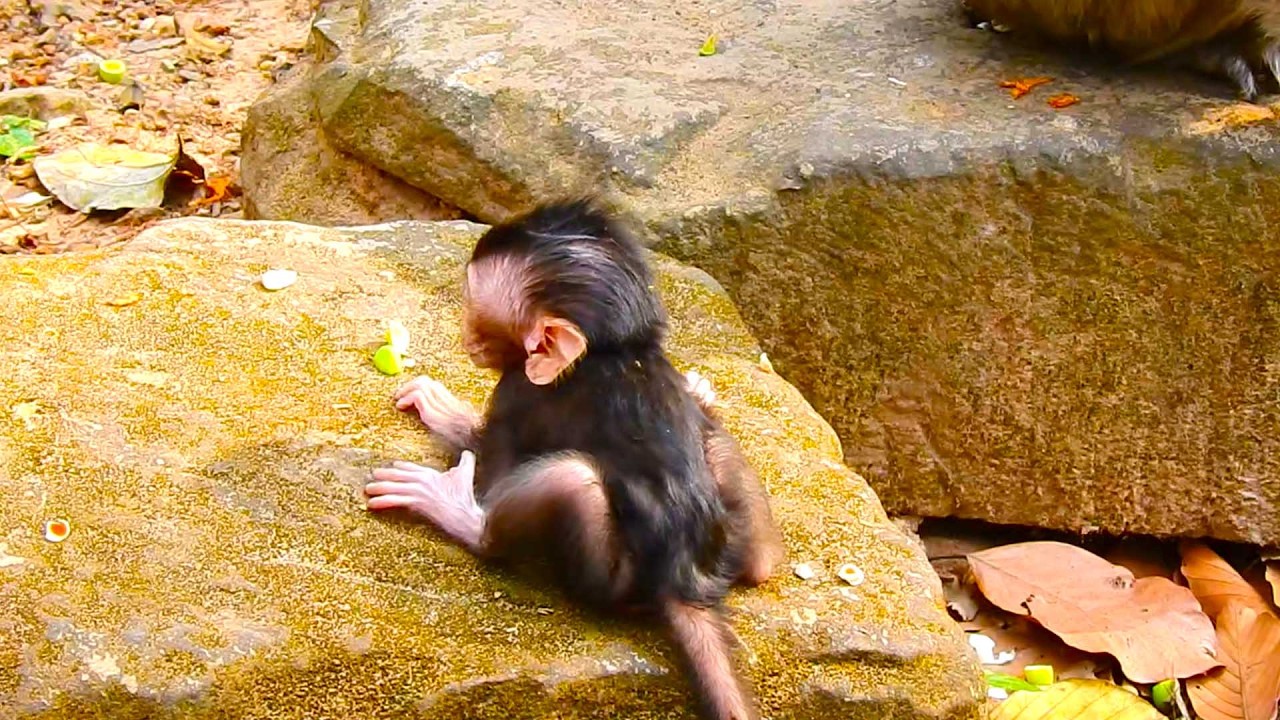 Mother Monkey Scarlet Gently Tests Baby Sterling Crossing a Stone Gap