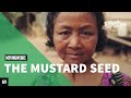 The mustard seed  bible stories