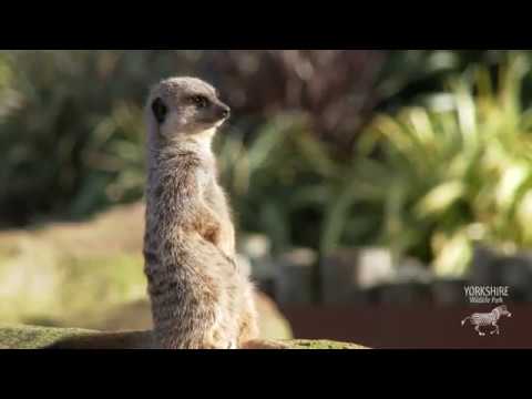 days out in. yorkshire Meet the Residents of Meerkat Manor