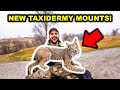 REVEALING My HUNTING Season TAXIDERMY!!! (Bobcat, Otter, Badger, Duck, Goose, and MORE!