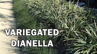 WYEENA® Dianella is a variegated clean foliage Dianella | Ozbreed Strappy Leaf Plants Range