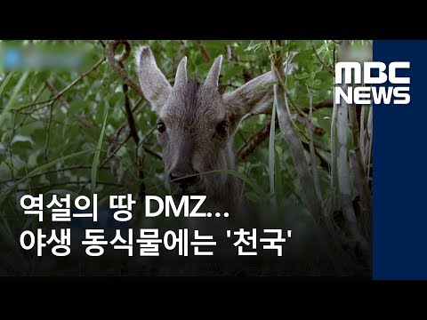 역설의 땅 DMZ…야생 동식물에는 &rsquo;천국&rsquo; (2018.06.05/뉴스데스크/MBC)