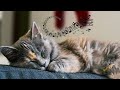 No ads 10 hrs calming music for sensitive catswith cats purr soothing harppanio music for cats