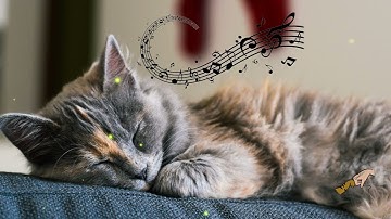 (No Ads) 10 Hrs Calming Music for Sensitive Cats(With Cat