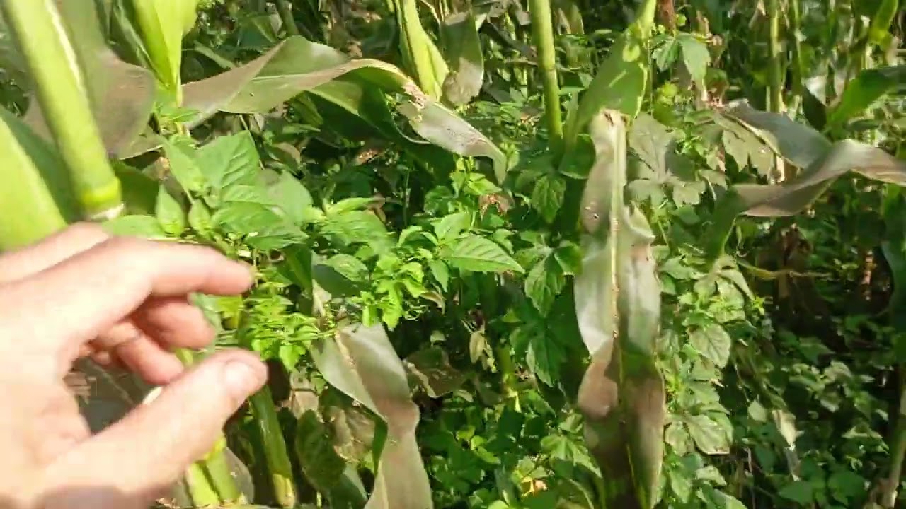 開心阿華田農場115、02、19採水果玉米。