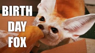 Our Tiny Fox getting HUGE present for his 5th Birthday by Djinn The Fennec Fox 6,130 views 1 year ago 4 minutes, 52 seconds