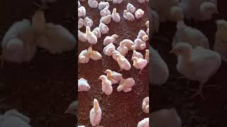 murig poultry farm business plan abhishek poultry farm muzaffarpur #short#farm#chicken#sell#murgi