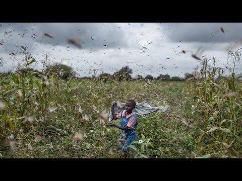 Vidéo: Comment se débarrasser d'une infestation de sauterelles ?