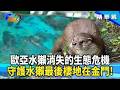 不起眼卻是「關鍵物種」！ 從金門水獺到非洲蟻塚 揭密撐起地球的生態保護傘！【#T觀點】202605093 3 #莊開文 #曹先紹 #袁孝維
