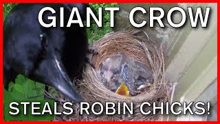 Giant Crow Steals 8DayOld Robin Chicks From Their Nest