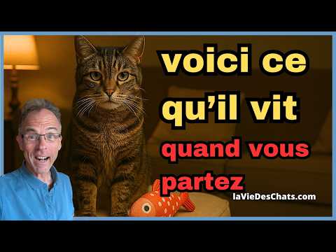 VOUS LAISSEZ VOTRE CHAT SEUL ? VOICI CE QU'IL VIT