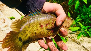 Câu cá Bình Mỹ, Củ Chi