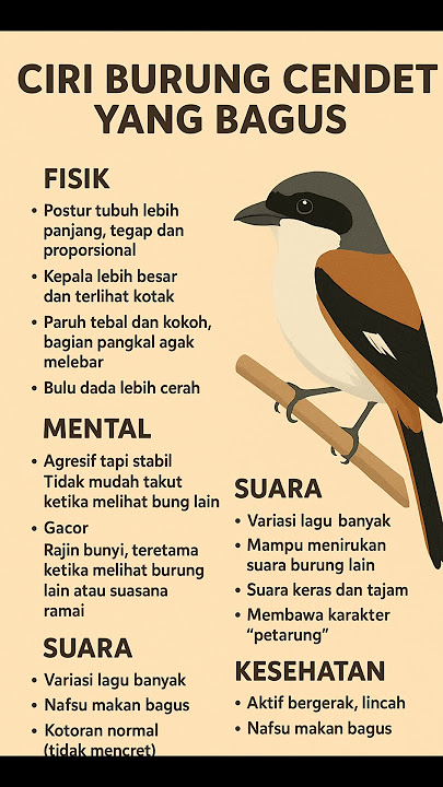 Ciri ciri burung cendet yang bagus calon juara #burung #cendet