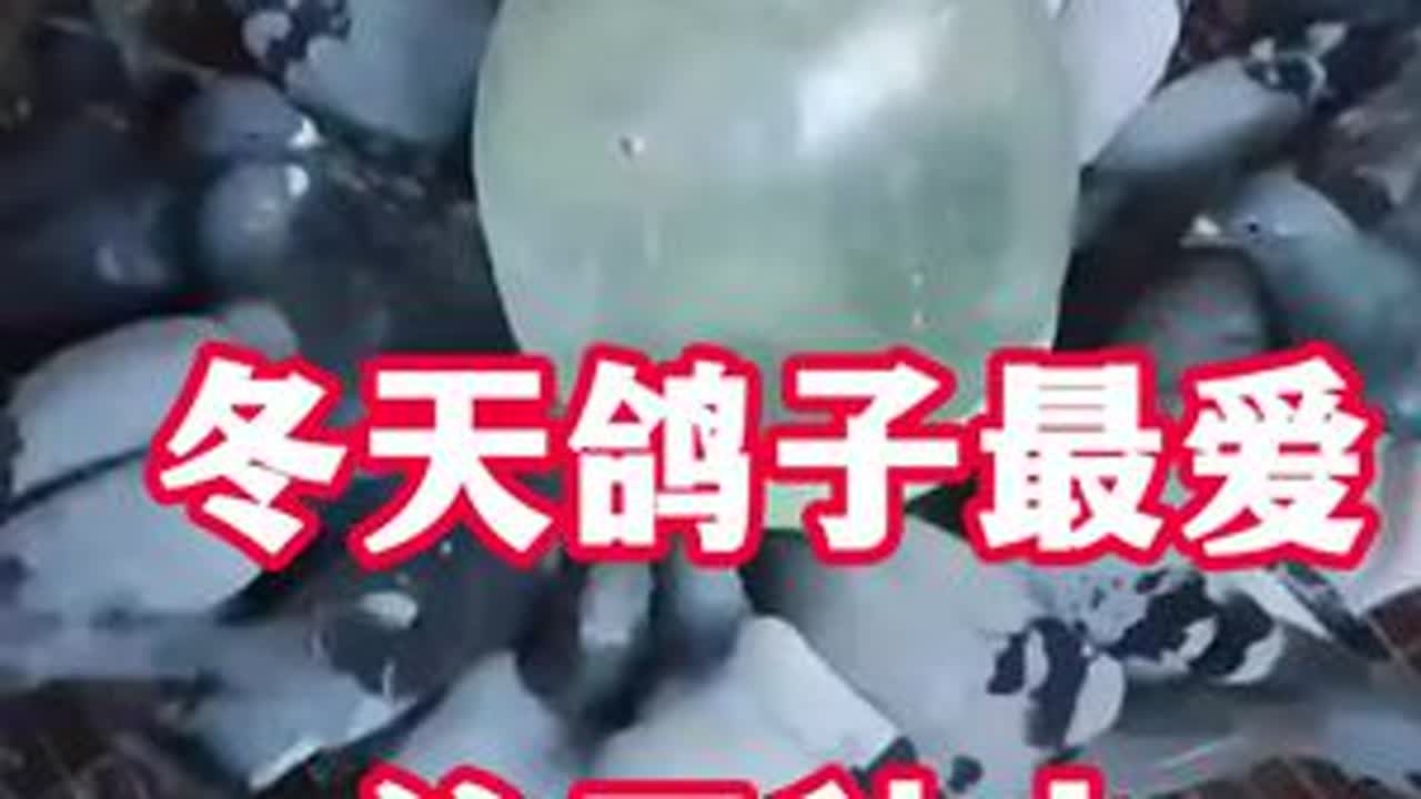 今天鸽子爱喝这三种水，养鸽人一定要知道#鸽子 #鸽子养殖技术 #养鸽人 #养鸽子