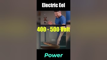 YouTube Electric Eel Short Music Video #youtube #short #music #video #best #beautiful #belly #dance