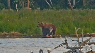 Katmai Bears 7-26-26.  #Bear N and her Spring Cub with the Prominent Natal Collar.  explore.org