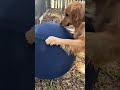 Your dog can't pop this enrichment toy! #dogsoftiktok #dog #enrichmentfordogs