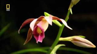 national geographic japans hidden secrets part  4 of 6