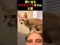 飼い主を完全にナメている猫ｗ５選#cat #面白集 #ねこ #笑ったら負け