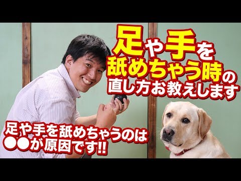 愛犬が手足をなめる時の直し方をお教えします 実は手足をなめる行動は が原因です Youtube