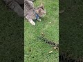 捕まえたモグラを芝生に放すのやめて😢 #猫