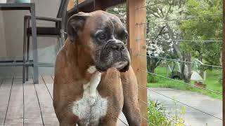 RIP Archie the Boxer Dog 27.03.13  23.05.23. You will be sorely missed by all of us.