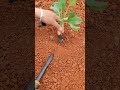 Spring sowing, white pine cauliflower seedlings