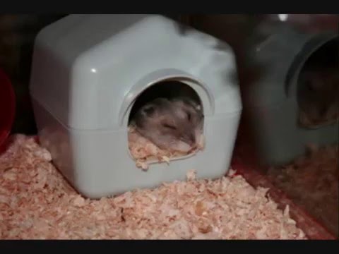 cute-and-funny-russian-dwarf-hamsters
