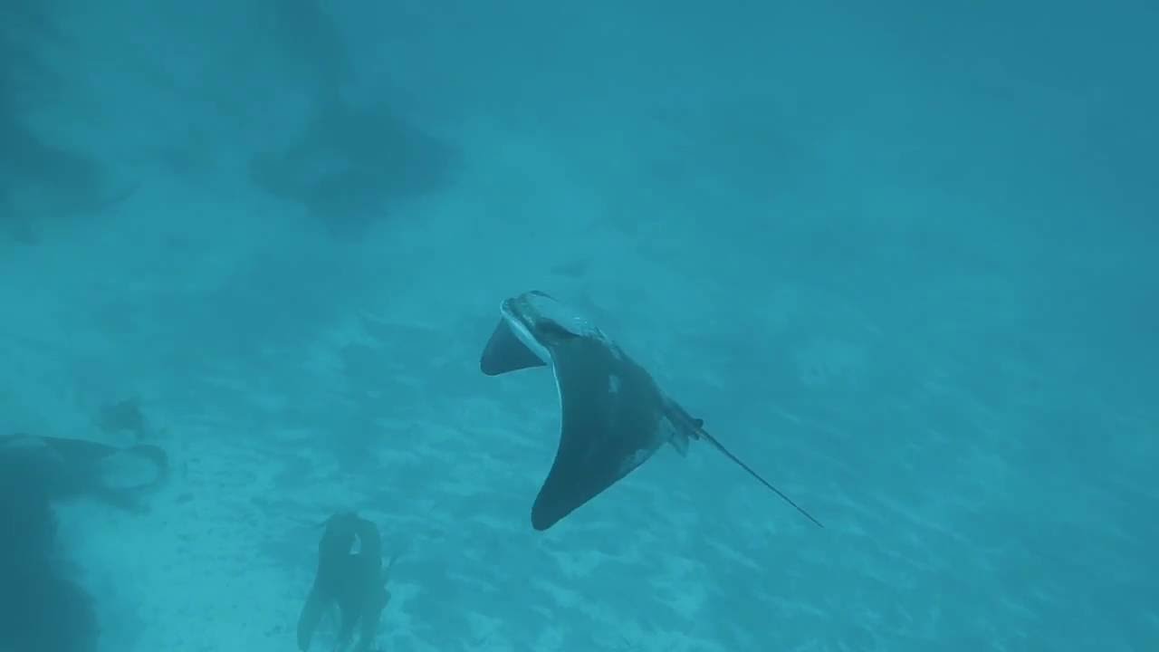 canon definicion Bat Ray Fly By - Channel Islands California