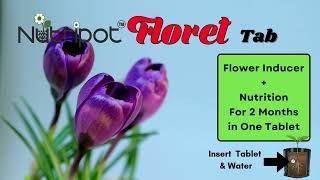 Nutripot Floret Tab  26