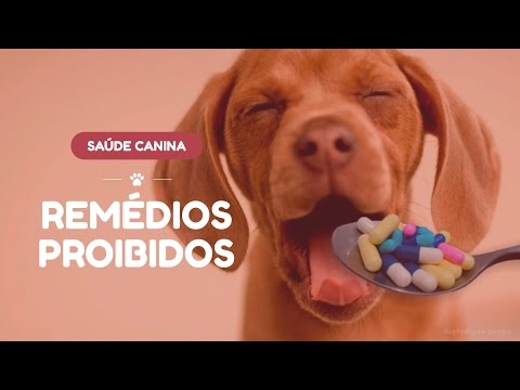 Vídeo: A Amoxicilina é Segura Para Cães?