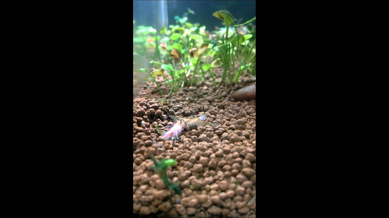 Ghost shrimp eating a dead ghost shrimp