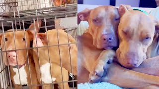 Adopting Two Pitbull Brothers from the Shelter | Tank & Chopper
