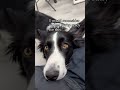 Think Twice Before You Get A Border Collie Think Twice Before You Get A Border Collie