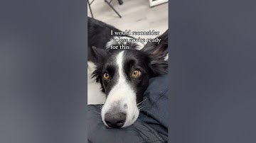 Think twice before you get a border collie
