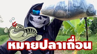 ตกปลาช่อนเถื่อน กัดสนั่นทุ่ง | ต๊ะ ตีแหลก #ตกปลา #ตกปลาช่อน