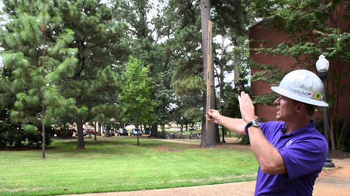 How to measure the height of a tree