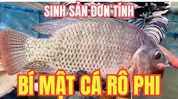 Bí Mật Công Nghệ Nuôi Cá Rô Phi Sinh Sản Đơn Tính Mới Nhất Hiện Nay