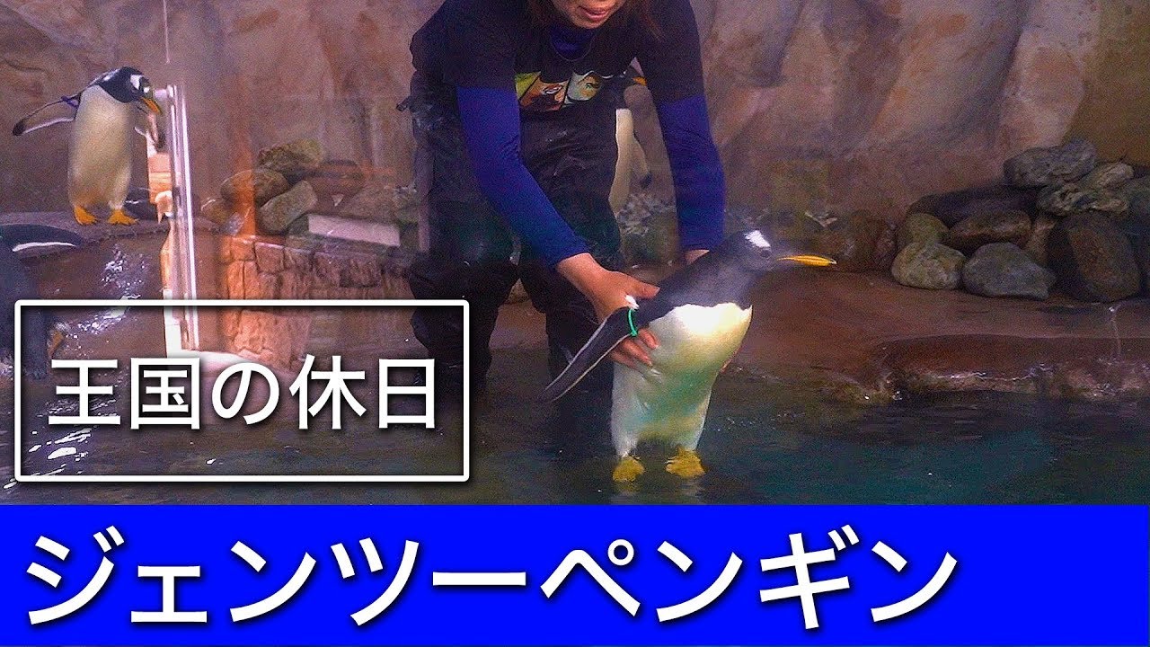 【王国の休日】ジェンツーペンギンの初水入り＠那須どうぶつ王国 NAK Holiday - Gentoo Penguin / First Entry to the Pool