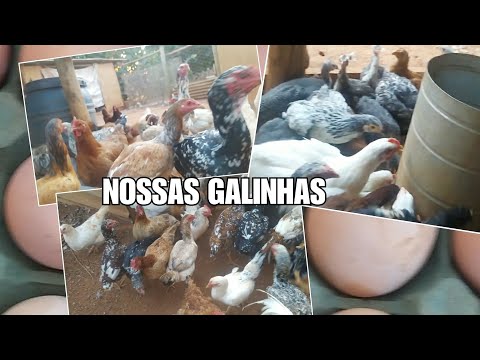 GALINHAS MELHORADAS