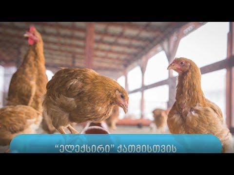 ელექსირი ქათმისთვის