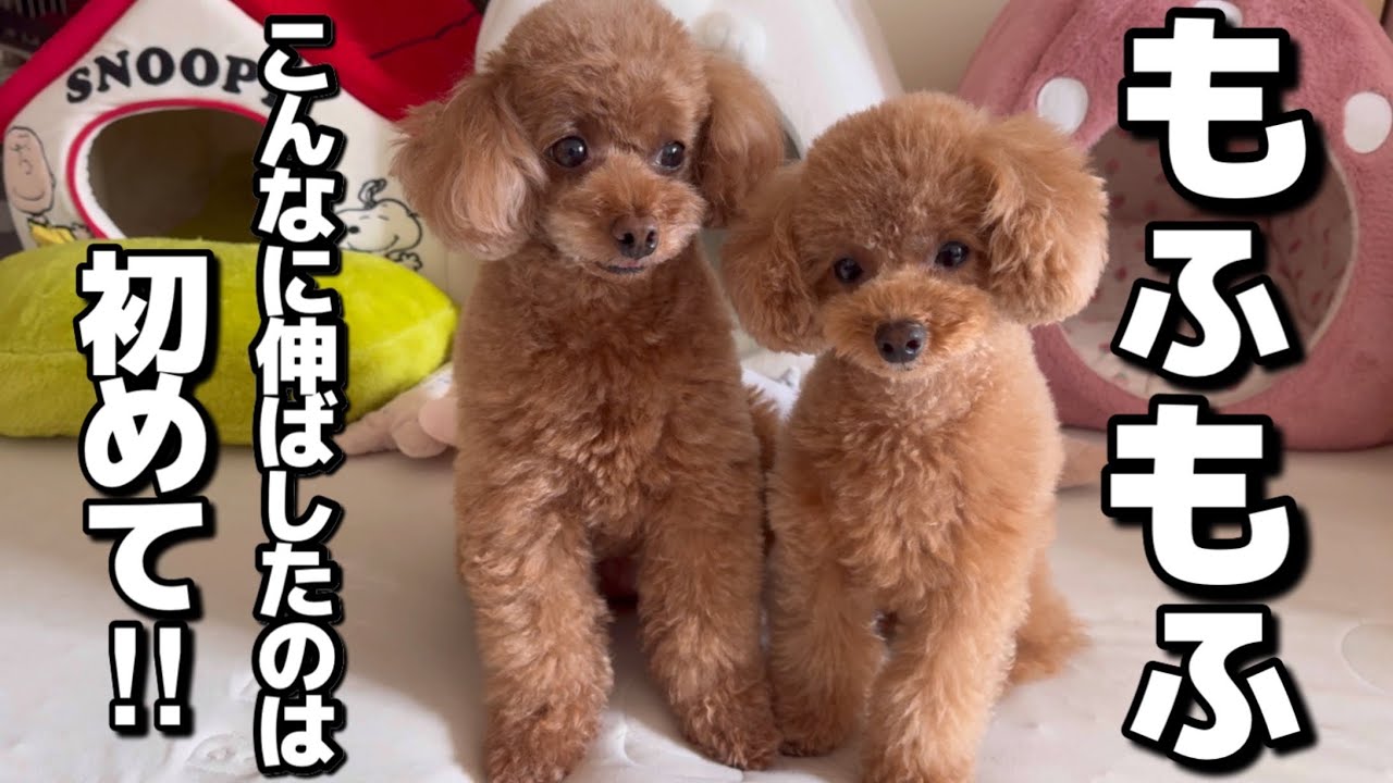 トリミングに行ってきました！ずっと短くしていた毛を伸ばしはじめてついに完成