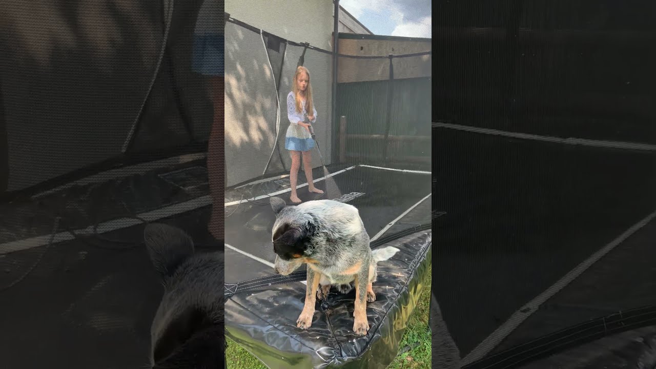 Let S Clean Cleaning Dog Trampolin