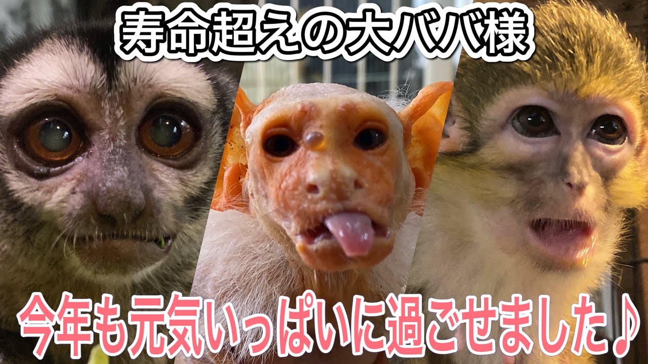 寿命を遥かに超えても元気なおばあちゃん猿♫今年も沢山食べて元気に過ごせました！