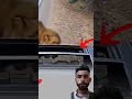كمائن الغابة كثيره لكن لطف الله أعظم من كل المفترسات اسد يهجم على امراه شاهد النهايه Youtubeshorts 