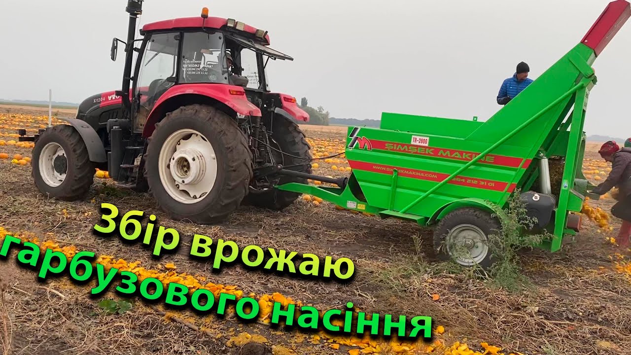 Збір врожаю гарбузів 