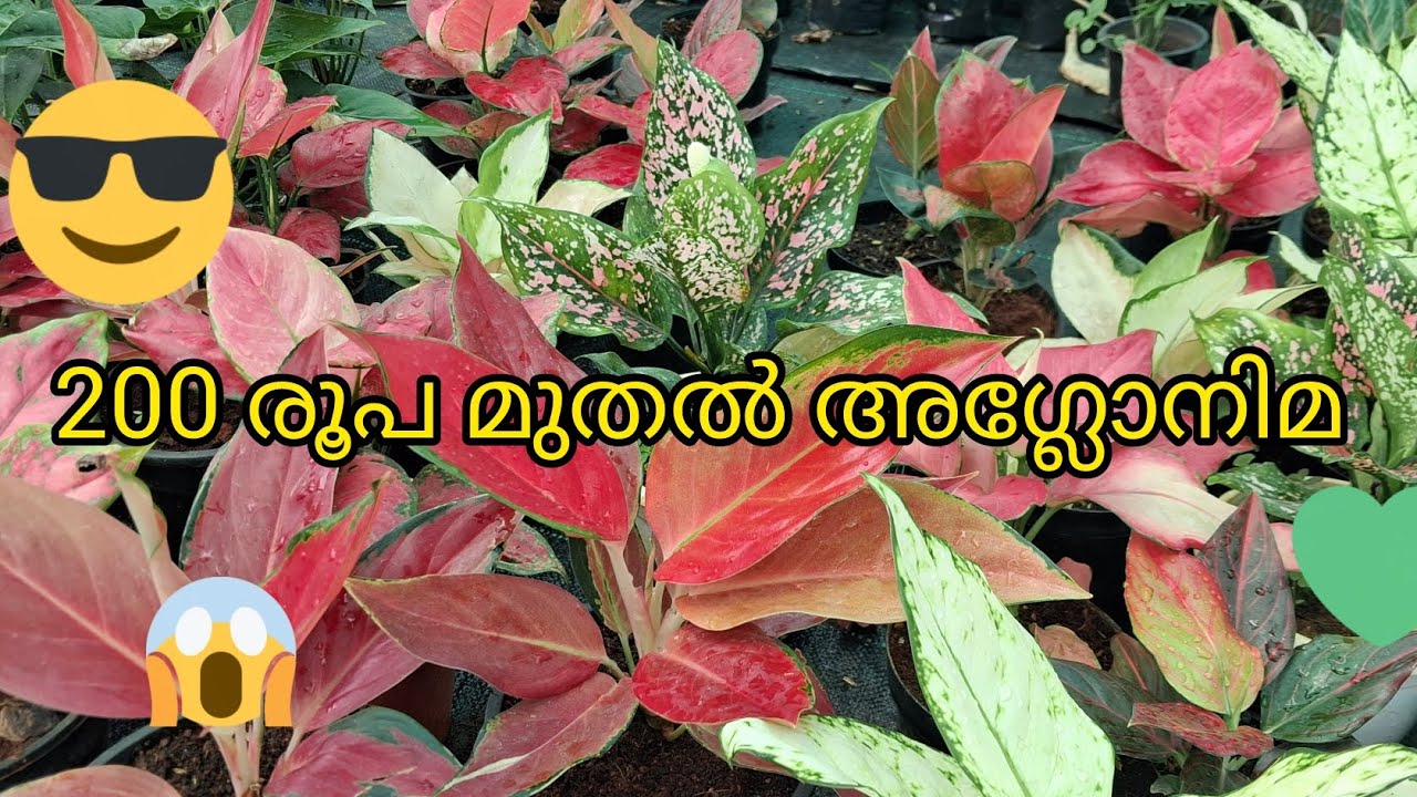 വീടിനുള്ളിൽ വളർത്താൻ ഏറ്റവും എളുപ്പമുള്ള ചെടി! 🪴 അഗ്ലോനിമ വിശേഷങ്ങൾ കണ്ടുനോക്കൂ