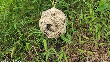 tìm những tổ ong ở trong rừng sâu về nuôi/quách tế vlog