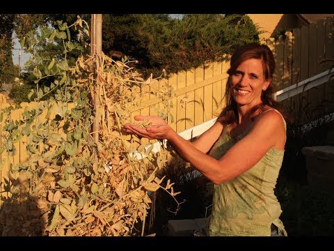 Βίντεο: Φροντίδα Sweet Pea Bush - How to Grow a Sweet Pea Bush