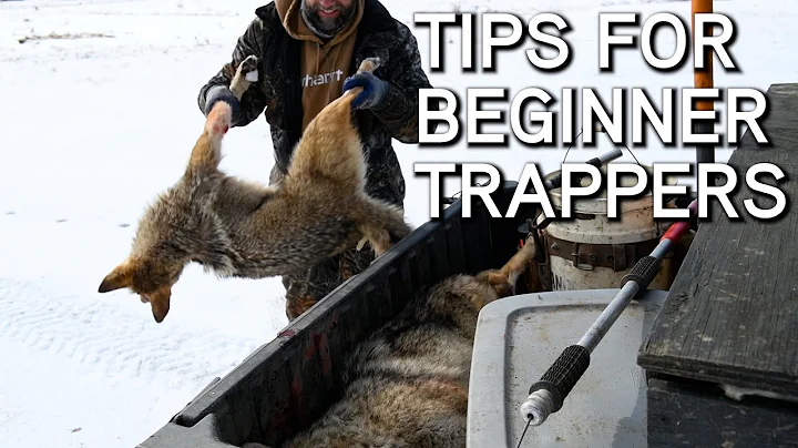 Coyote Trapping Tips For Beginners